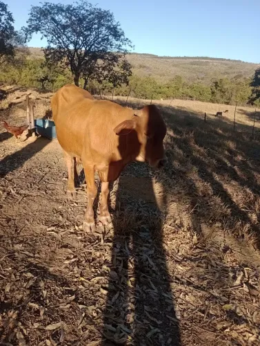 Vendo tourinho Caracu já servindo