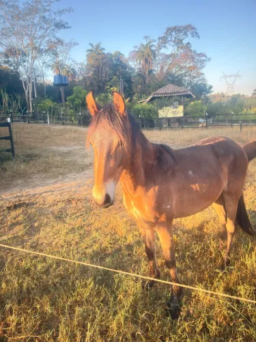 Vendo ou troco POTRO MACHA PICADA