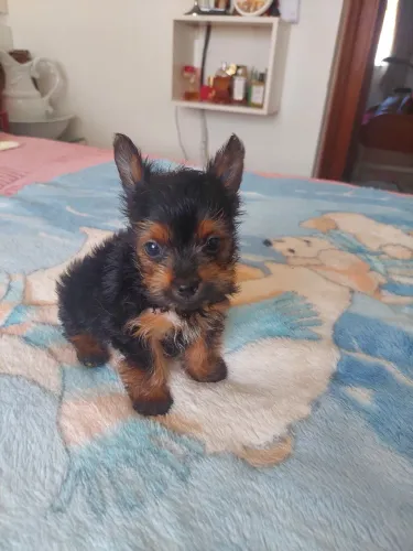 Mini york-grande amor R$1000