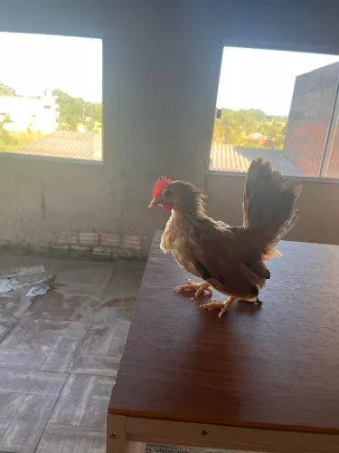 Casal Garnize Nagazaki