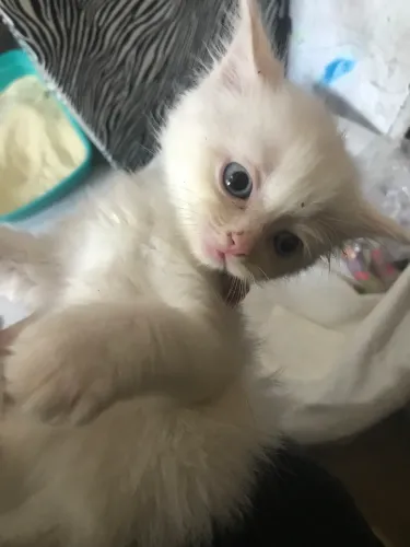 Gatinho branquinho adoção