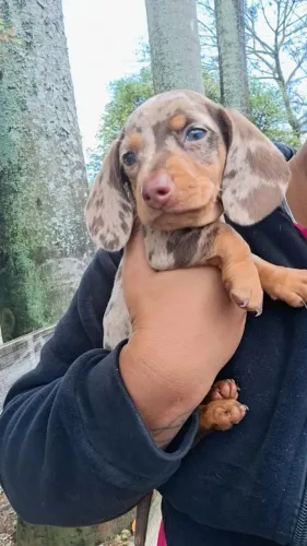 Filhote dachshund 