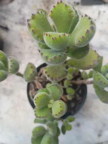 Plantas SUCULENTAS no vaso .