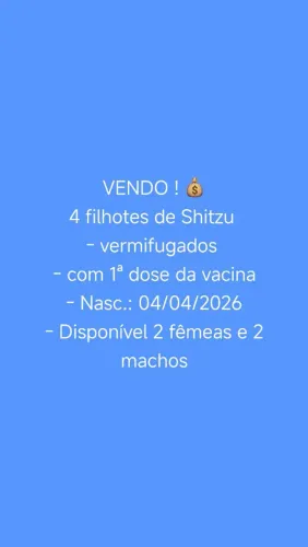Vendo filhotes de Shitzu 