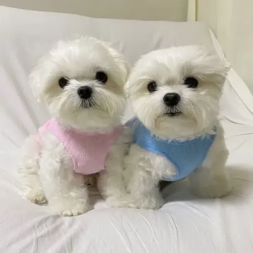 Filhotes De Maltês - Seu Novo Cãopanheiro Está Pronto Para Mudar De Casa