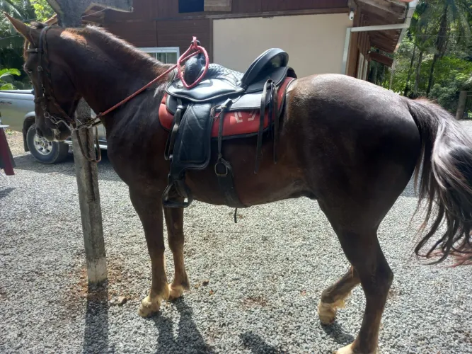 Cavalo campeiro