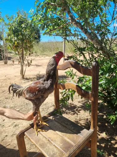 Galos