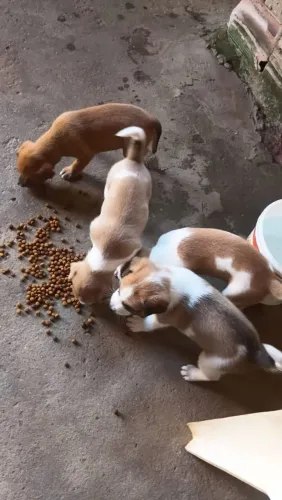 Doação de cachorros 