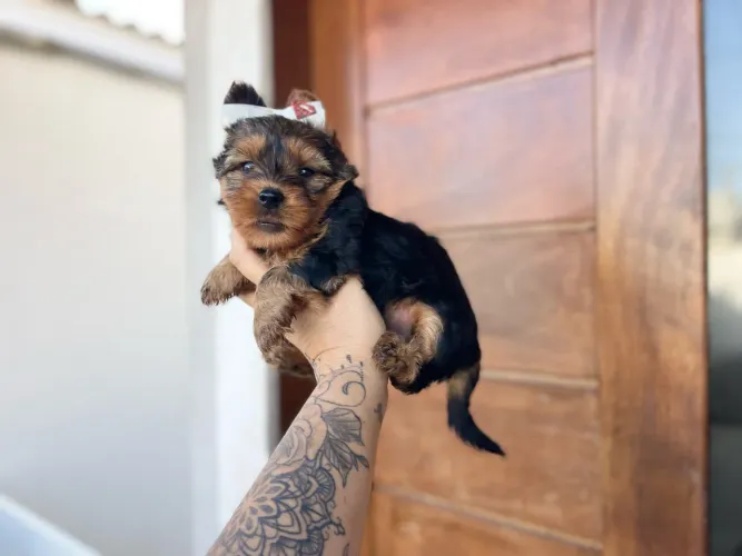 Mini york fêmea e Macho com pedigree 