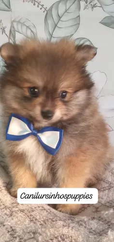 spitz alemão anão bebes pronta entrega garanta o seu !