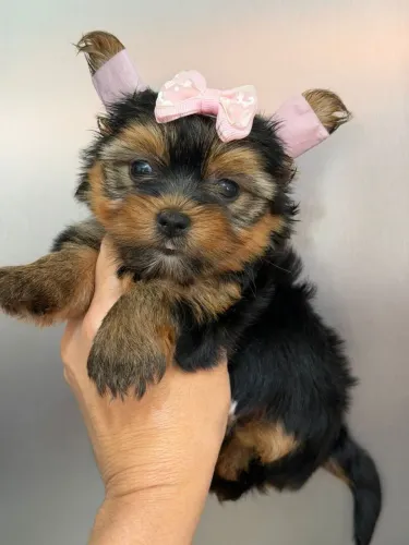 Yorkshire Terrier fêmea - Segurança e amor em um só lugar - Filhotes com garantia!