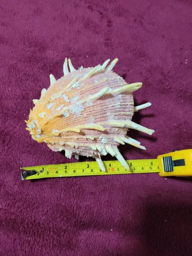 Conchas Spondylus Regius Filipinas 