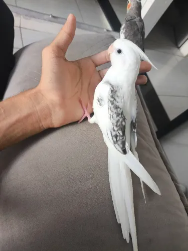 Animal para te fazer companhia!