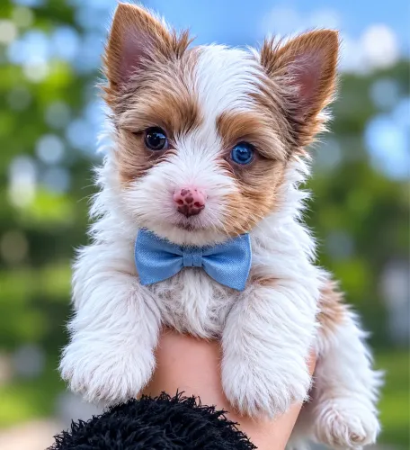 Impecável filhote de yorkshire macho Chocomerle olho azul