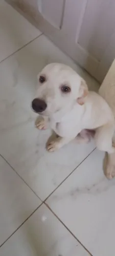 Cachorro pra doação