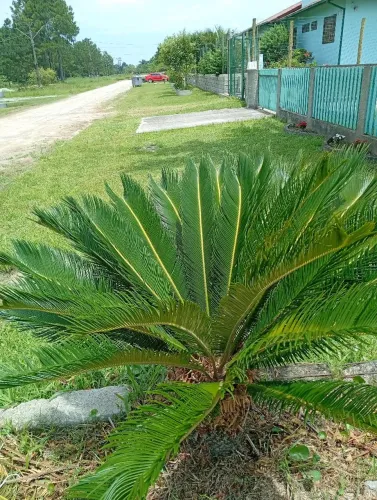 Mudas planta de cica 