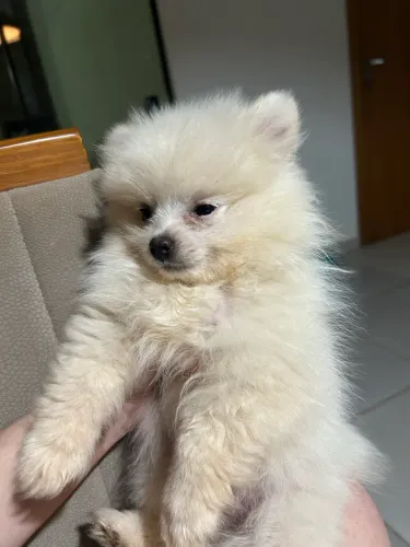 Spitz Alemão, macho de 4 meses de vida