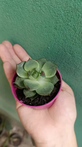 Suculentas plantas 