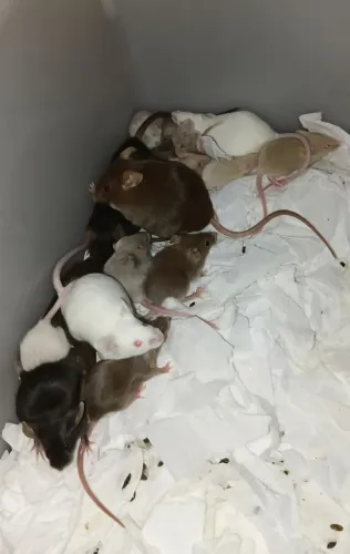 Camundongos