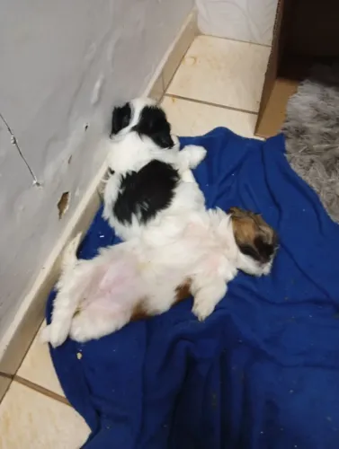 Shih tzu puro