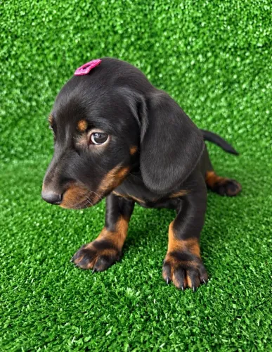 Dachshund BLACK E TAN - famoso salsicha