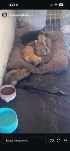 Cachorro Shih Tzu