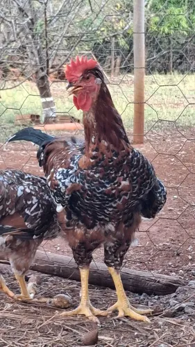 Frango / galo GSB
