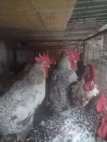 Galinha, galos , frangos