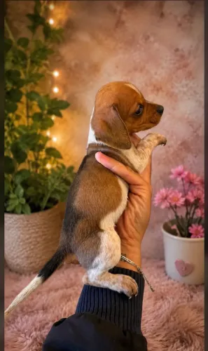Daschshund