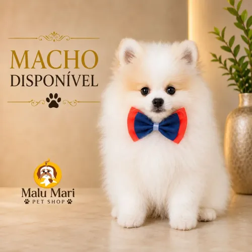 Spitz alemão macho Creme