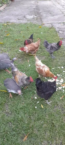 VENDE SE GALINHAS E GUINÉS