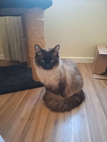 ADOTE linda gata sialata castradinha