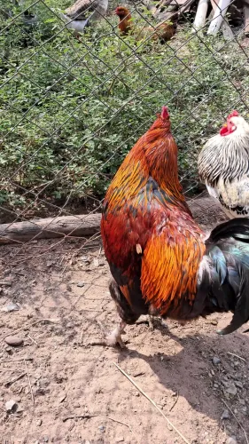 Galo Brahma Perdiz