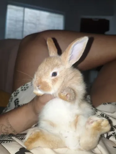 Coelhos misturado com Flanders e nova Zelândia!!!