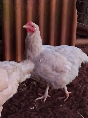 Galinhas Caipira melhorado