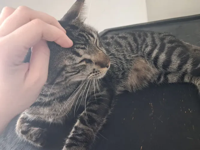 Gato castrado para adoção