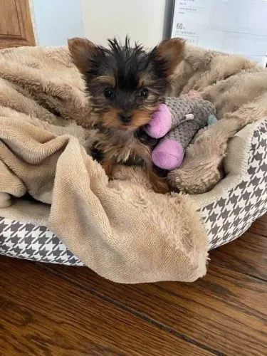 Filhote Yorkshire Terrier, Os aumigos mais fofos estão te esperando.
