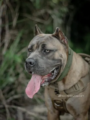 Cane Corso para guarda e proteção 