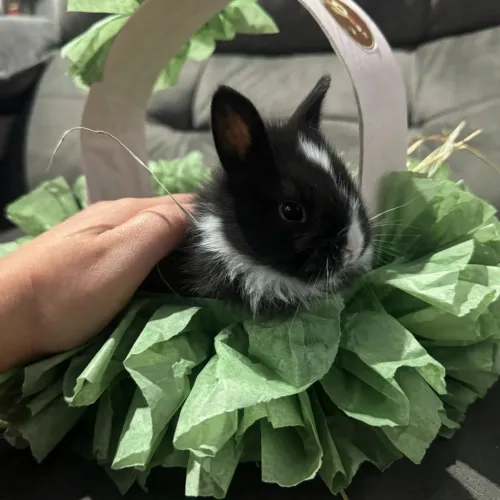 Mini lion