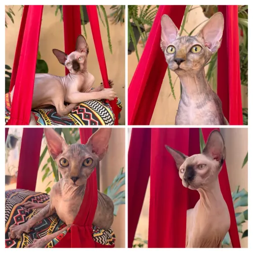 Filhote Sphynx
