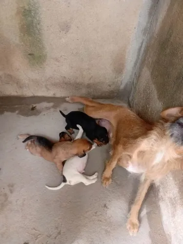 Doação filhotes de cachorros para doação,três raças do mesmos, pudo pinscher e vira-lata.