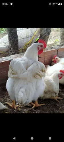 Frango abatido