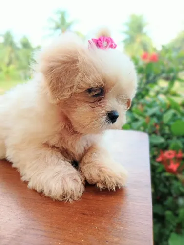 Lhasa apso 