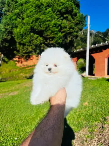 SPITZ ALEMÃO (LULU DA POMERANIA)!!