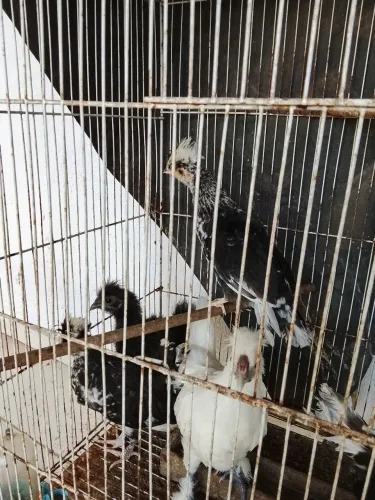 Polonês