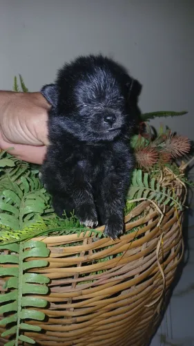 Lulu da pomerania