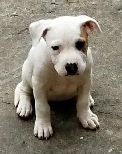 Pit Bull legítimo