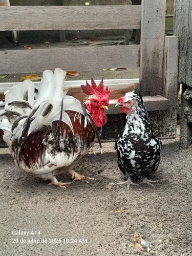 Galo disponível pra vender