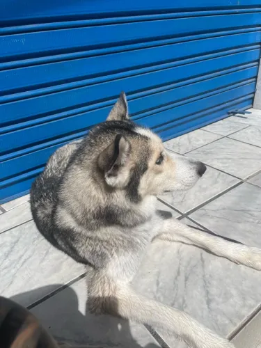 Husky siberiano fêmea