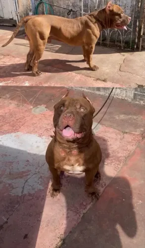 Vende-se cobertura de Pit monster 